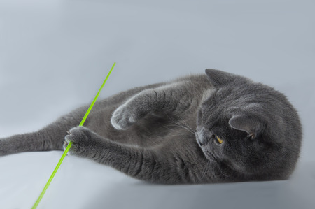 cat, British breed blue color, with bright yellow eyesの写真素材