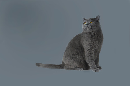 cat, British breed blue color, with bright yellow eyesの写真素材