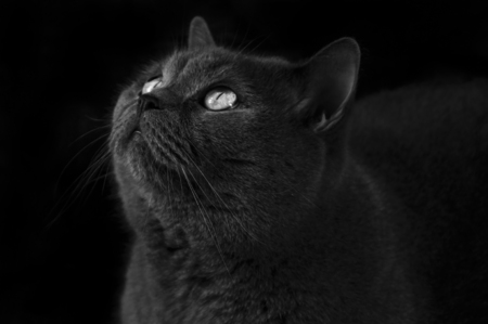 cat, British breed blue color, with bright yellow eyesの写真素材