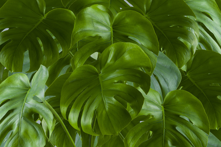Large bright green leaves monstera, with slots on the leaves.の写真素材