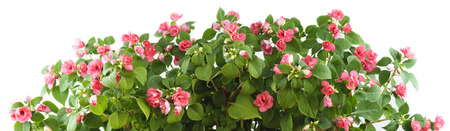 Panorama, Impatiens Balsam, Bush white and pink, on a white background.の写真素材