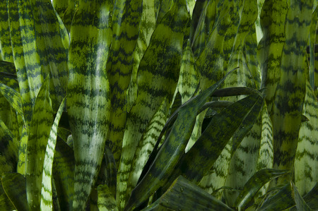 Sansevera, a large number of leaves closeup backgroundの写真素材