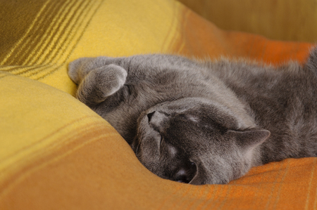 Cat British breed, blue color. Sleeps on a bed with a bright blanket.の写真素材