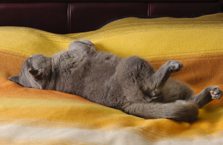 Cat British breed, blue color. Sleeps on a bed with a bright blanket.の写真素材
