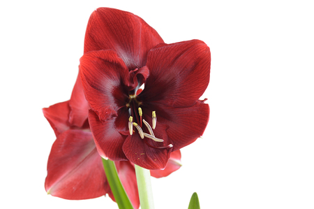 Hippeastrum, flowers bright red saturated color close-up on a white background.の写真素材
