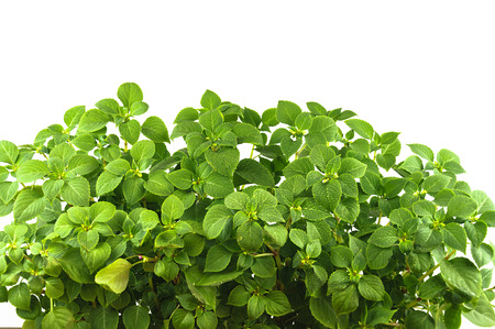 Impatiens balsamine, Bush with bright green leaves, on a white background.の写真素材
