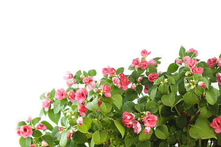 Impatiens balsamine, white-pink Bush, on a white background.の写真素材