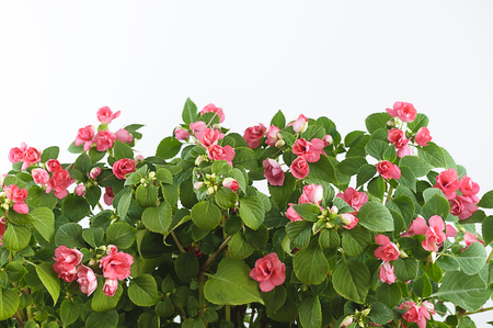 Impatiens balsamine, white-pink Bush, on a white background.の写真素材