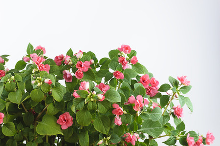 Impatiens balsamine, white-pink Bush, on a white background.の写真素材
