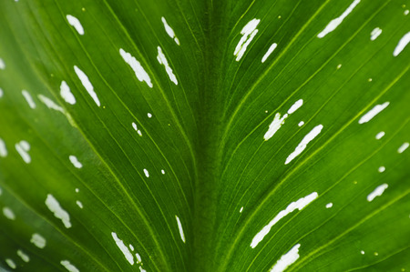 Calla, green leaf with white spots close-up.の写真素材