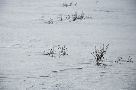 Bushes of plants without leaves in the snow white close-up. Landscape.の写真素材