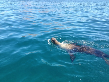 Sea Lion swimming at seaの素材