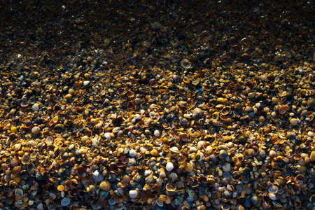 lots of shells on a sea shore