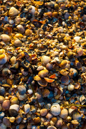 lots of shells on a sea shoreの写真素材
