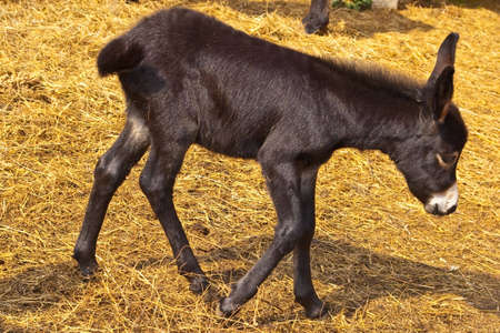 little donkey walking on straw backgroundの写真素材