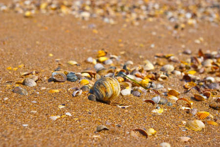 lots of shells in sand