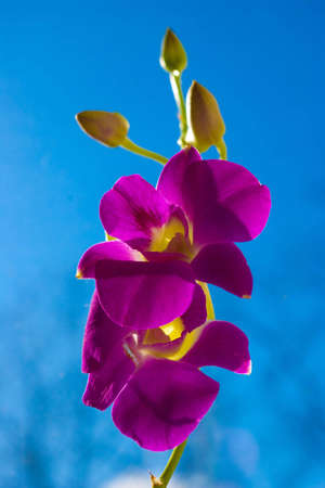 close-up of orchid branch on sky background