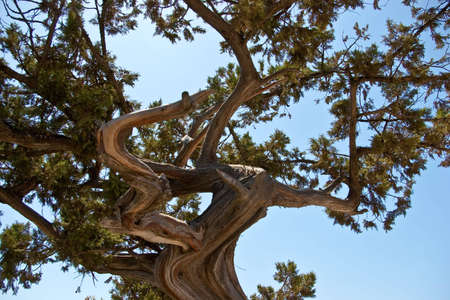curved mediterranean pine on sky backgroundの写真素材