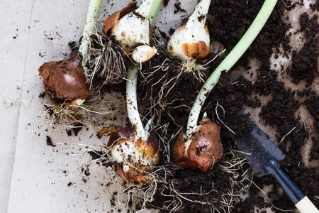 Tulip bulbs on the table with craft paper and ground. Plant transplantation concept. Flat lay, top...