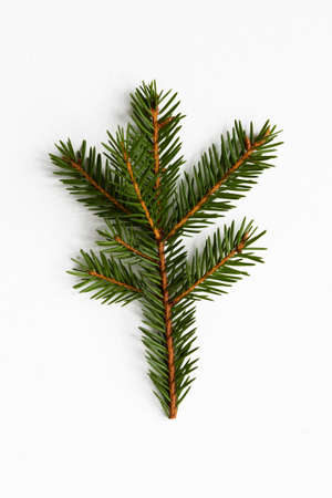 Fir tree branch isolated on white.の写真素材