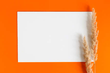 Empty colorful blank paper autumn plant on orange background. Flat lay, top view. Mockup with copy space.の写真素材