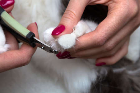 Cutting off domestic cat's claws. Pet care.の写真素材