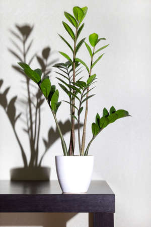 Cultivated Zamioculcas houseplant in flowerpot on windowsill in real room interior.の写真素材