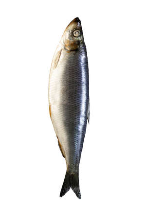 Herring fish raw isolated on white background vertical layout.の写真素材