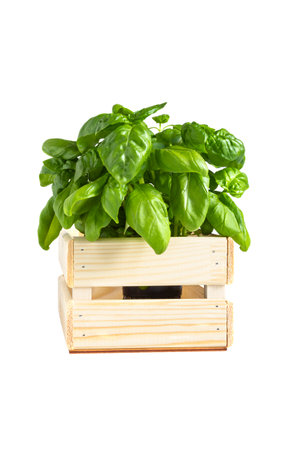 Fresh basil plant potted in wooden box isolated on white background.の写真素材