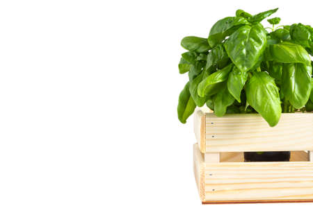 Fresh basil plant potted in wooden box on white background copy space.の写真素材
