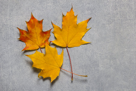Autumn herbarium. Leaves maple over gray concrete backgound, flat lay.