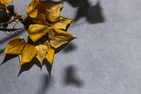 Branch fall poplar leaves with tree shadows over gray concrete backgound, flat lay. Autumn herbarium.の写真素材