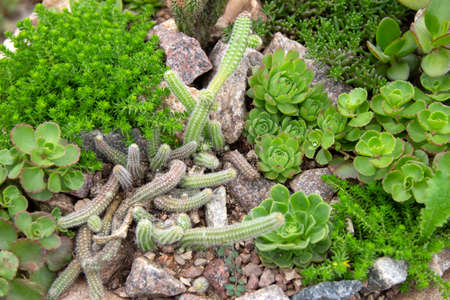 Succulents and cactus in flower bed outdoors in garden.の写真素材