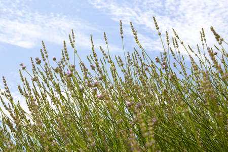 Blooming lavender bush on sky background.
