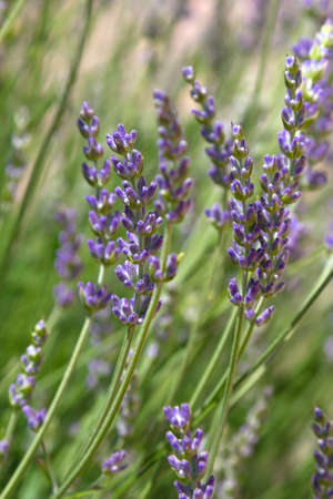 Nature vertical background blooming lavender bush in the garden in summer.の写真素材