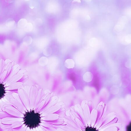 Floral border blurred background flowers chamomileの写真素材