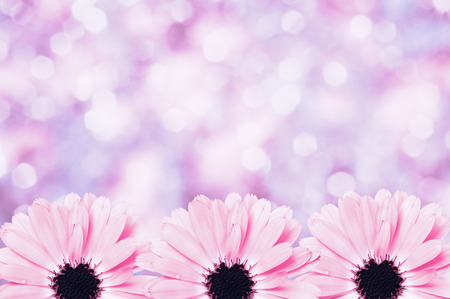 Floral border blurred background flowers chamomileの写真素材