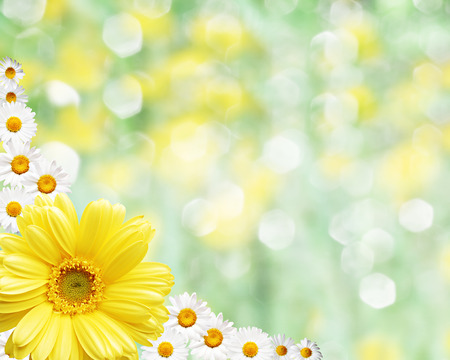 Floral border blurred background flowers chamomileの写真素材
