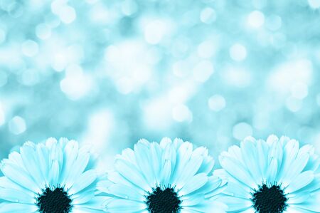 Floral border blurred background flowers chamomileの写真素材