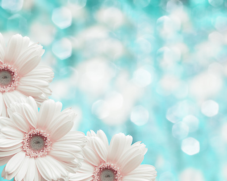 Floral border blurred background flowers chamomileの写真素材
