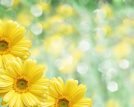 Floral border blurred background yellow flowers chamomileの写真素材