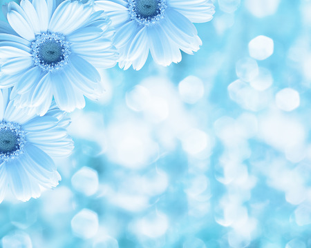 Floral border blurred background flowers chamomileの写真素材