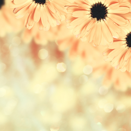 Floral border blurred background flowers chamomileの写真素材
