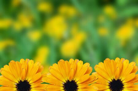 Floral border blurred background flowers chamomileの写真素材
