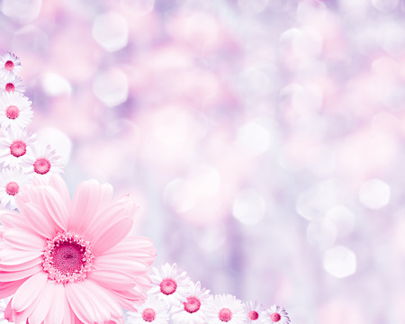 Floral border blurred background flowers chamomileの写真素材