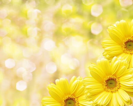 Floral border blurred background flowers chamomileの写真素材