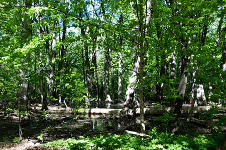 Standing water in a Canadian forest in Springの写真素材
