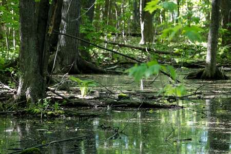 Standing water in a Canadian forest in Springの写真素材