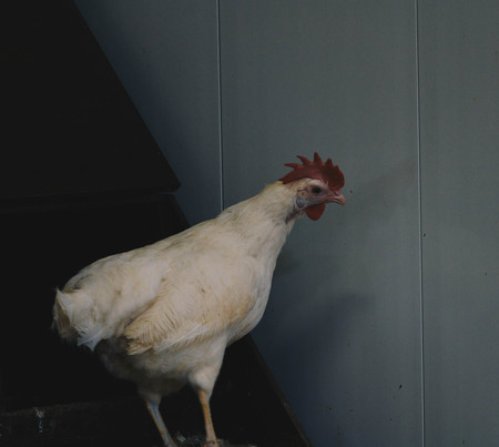A white rooster on a farm. A chicken on a farm.の写真素材