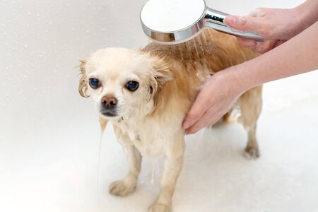 Chihuahua dog wet in the bath. A young female owner washes her dog at home. The care of Pets.の写真素材